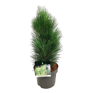 Pinus nigra 'Green Tower'