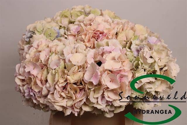 <h4>HYDR M CH VERENA CL</h4>