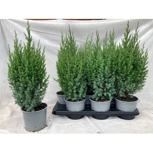 Juniperus chinensis Stricta