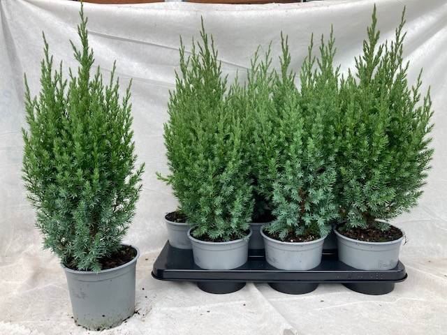 <h4>Juniperus chinensis Stricta</h4>