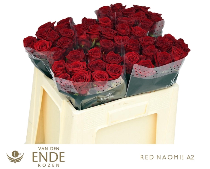 <h4>R GR RED NAOMI!</h4>