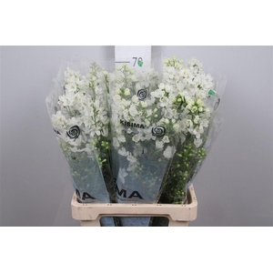 Delph En M Silky White