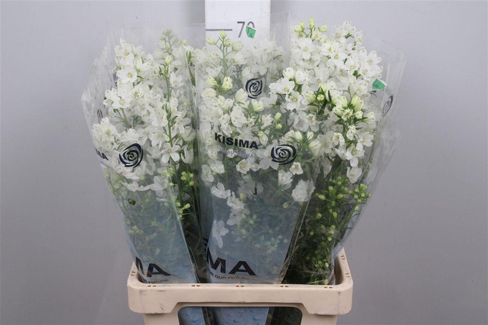 <h4>Delph En M Silky White</h4>