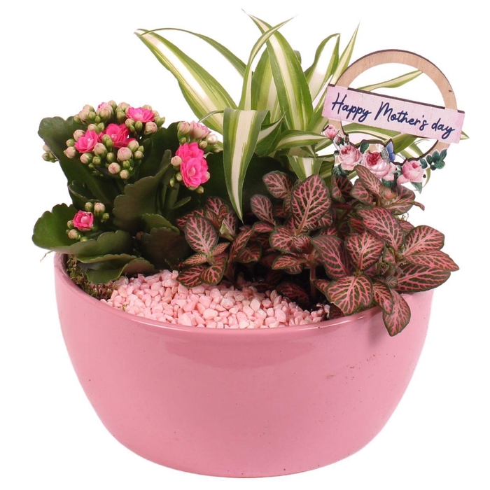 <h4>Mothersday Arr. Indoor Ceramic Bowl Round Pink Ø18cm 3PP</h4>