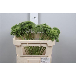 Ammi Vis Green Mist