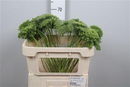 <h4>Ammi Vis Green Mist</h4>