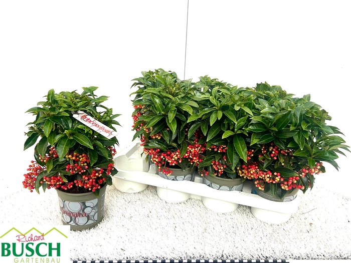 <h4>ARDIS CRENATA</h4>