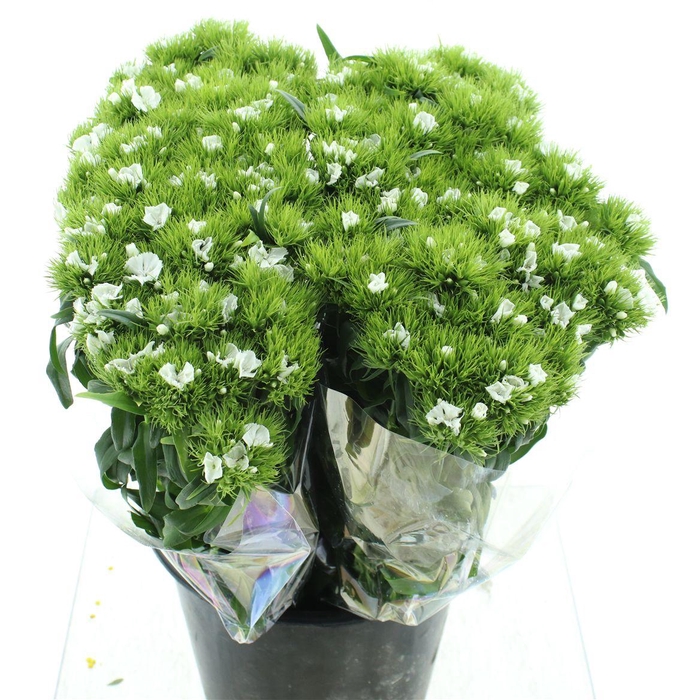 <h4>Di Barb White</h4>