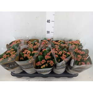 Kalanchoe blos. 'RosDon Victorio'