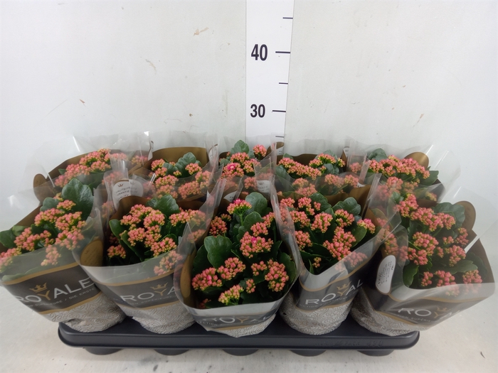 <h4>Kalanchoe blos. 'RosDon Victorio'</h4>