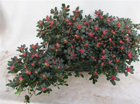 <h4>Rhodo Si Fr Scherre</h4>