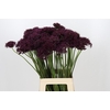 Allium Atropurpureum