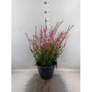 Gaura lindheimeri 'Geyser Pink'