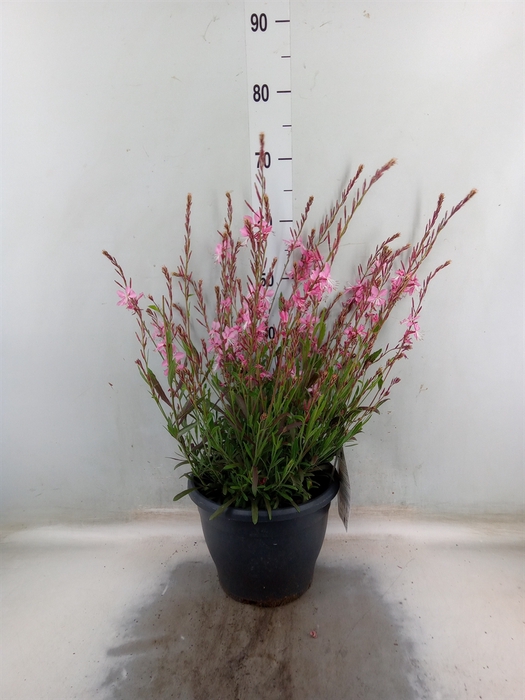 <h4>Gaura lindheimeri 'Geyser Pink'</h4>