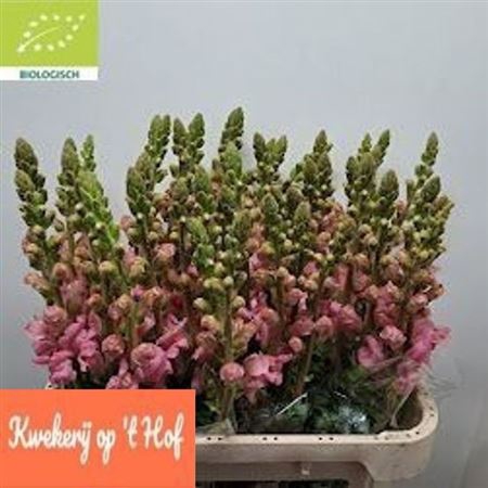 <h4>Antirrhinum Po Pink</h4>