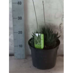 ALOE GEM
