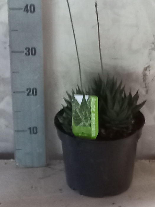 <h4>ALOE GEM</h4>