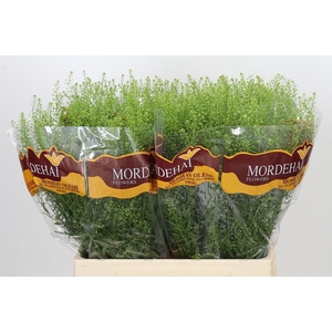Lepidium Green Bell