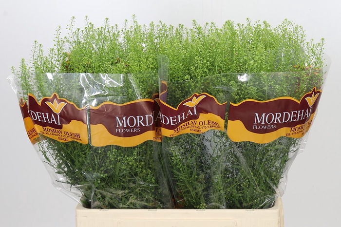 <h4>Lepidium Green Bell</h4>