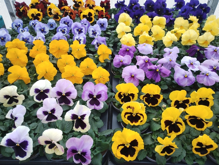 <h4>VIO WI DELTA MIXK</h4>