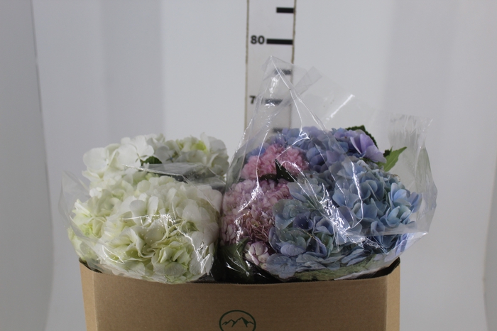 <h4>HORTENSIA 070 CM</h4>