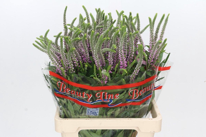 <h4>Veronica Skyler Pink</h4>