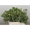 Pittosporum Ilan