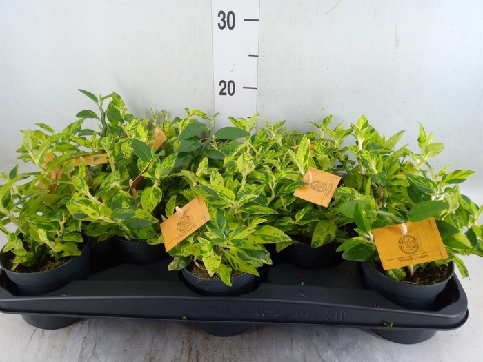 <h4>Planten   ... L%</h4>