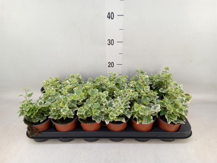 <h4>Hedera helix 'White Wonder'</h4>