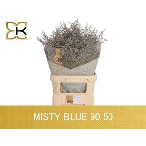 Lim Misty Blue
