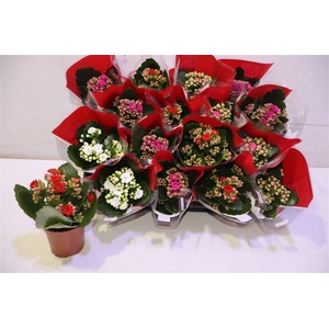 arr8 Kal Ge Ro Gem 4 Kl