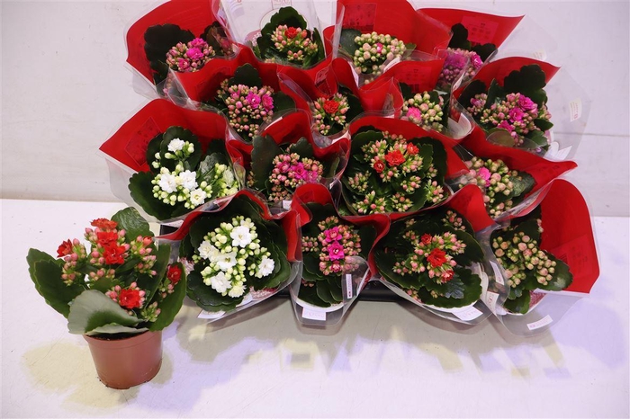 <h4>arr8 Kal Ge Ro Gem 4 Kl</h4>