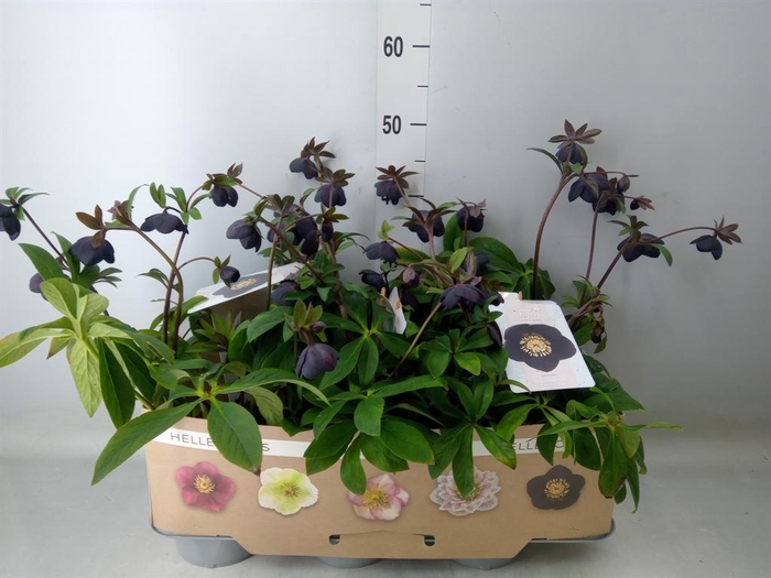 <h4>Helleborus ori.</h4>