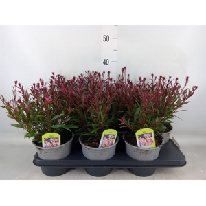 Gaura lindheimeri 'Belleza Comp Pk'