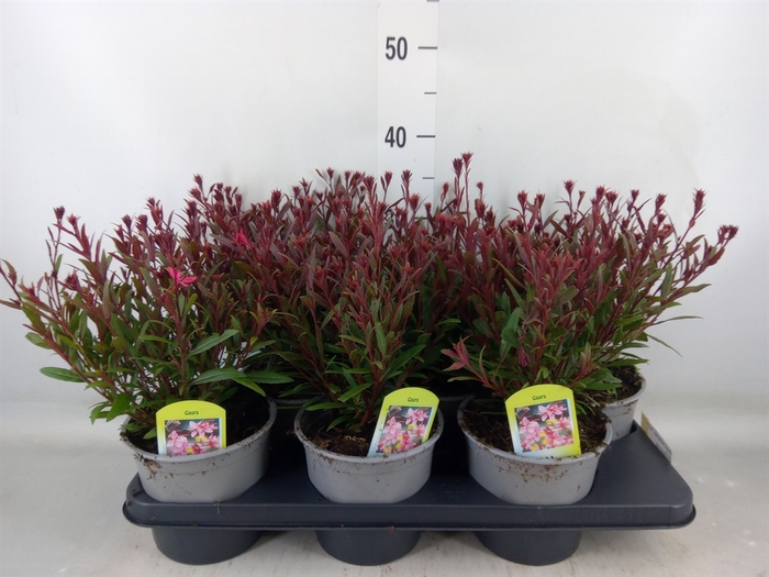 <h4>Gaura lindheimeri 'Belleza Comp Pk'</h4>