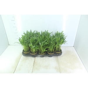 ARECA BAMBU P11