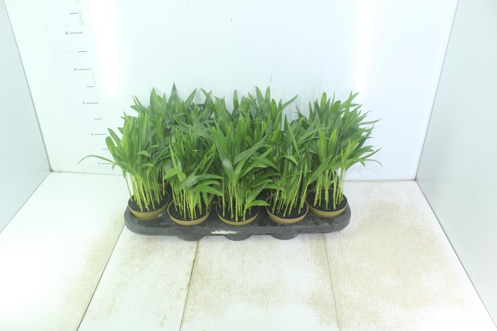 <h4>ARECA BAMBU P11</h4>
