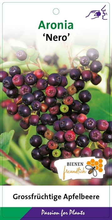 Aronia prunifolia