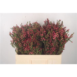 Erica Bella Per Bunch