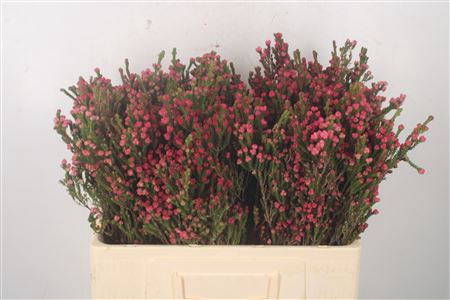 <h4>Erica Bella Per Bunch</h4>