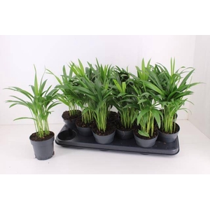 DYPSIS LUTESCENS