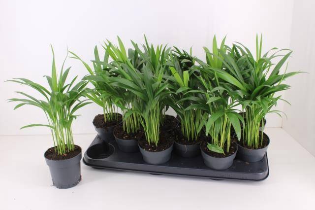 <h4>DYPSIS LUTESCENS</h4>
