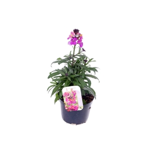 Erysimum Constant Cheer