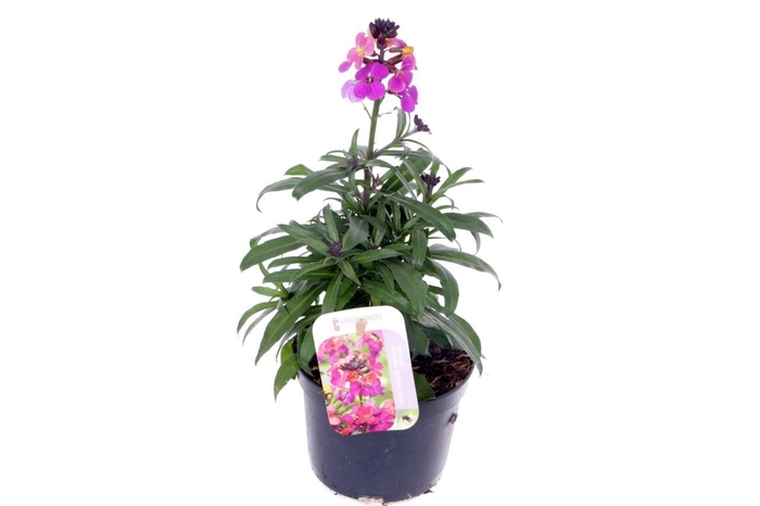 <h4>Erysimum Constant Cheer</h4>