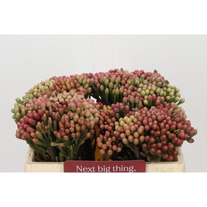 Kaaps Groen Red Brunia Small