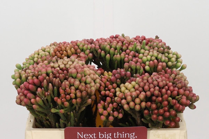<h4>Kaaps Groen Red Brunia Small</h4>