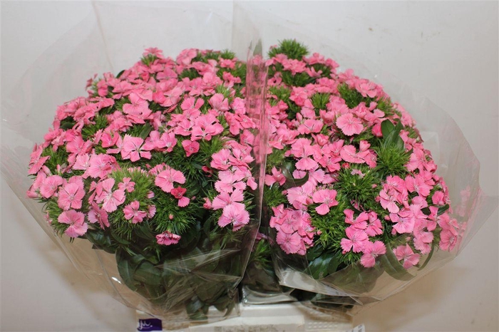 <h4>Di Barb Zalm Stuk</h4>