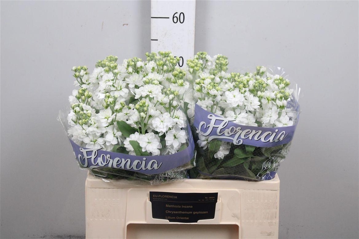 <h4>Matth Aida White</h4>