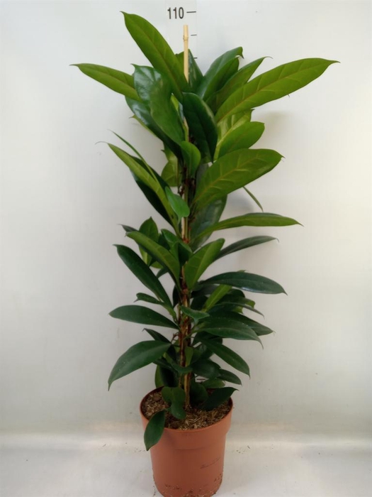<h4>Ficus cyathistipula</h4>