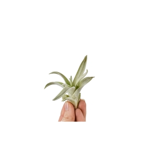 Tillandsia Harissi Bonsai (baby)